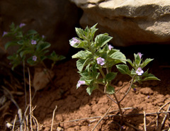 Clinopodium graveolens