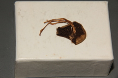 Psilocybe strictipes