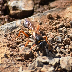 Sceliphron coromandelicum