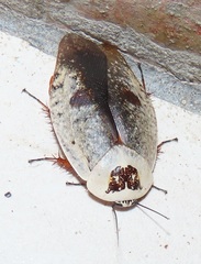 Gyna caffrorum