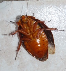Gyna caffrorum