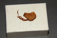 Psilocybe strictipes