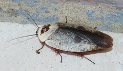 Gyna caffrorum