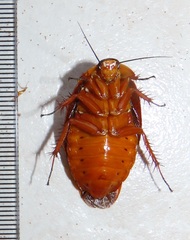 Gyna caffrorum