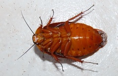 Gyna caffrorum