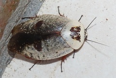 Gyna caffrorum