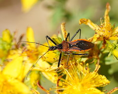 Orange Assassin Bug