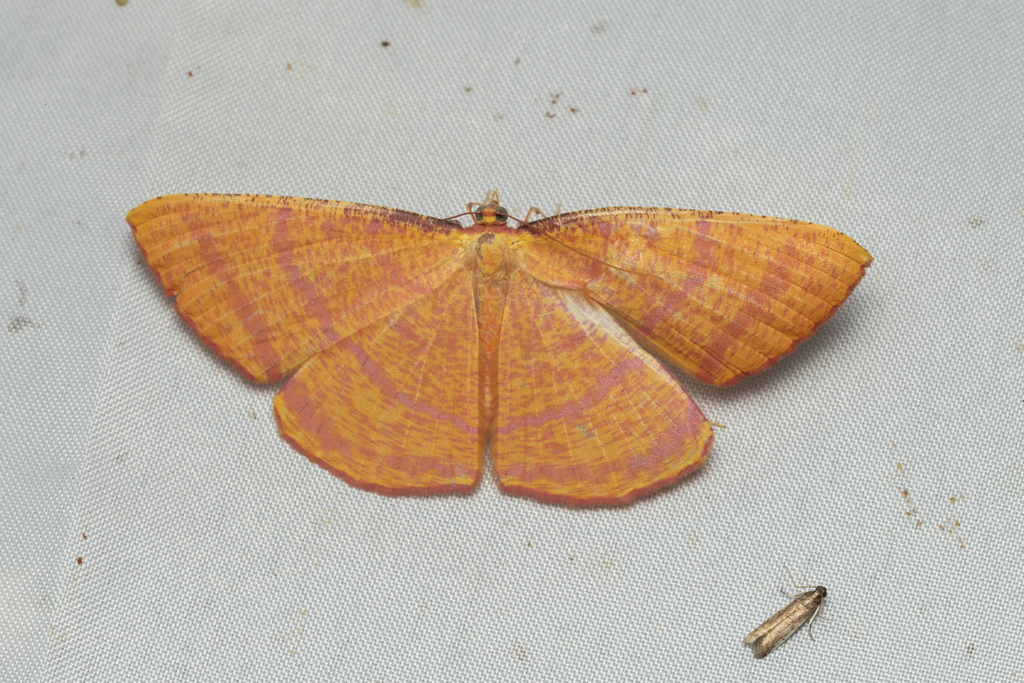 Eumelea djingga