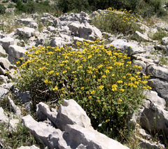 Phlomis chrysophylla
