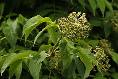 Sambucus kamtschatica