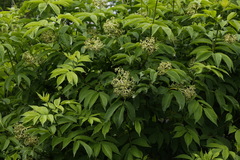 Sambucus kamtschatica