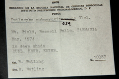Psilocybe subaeruginosa