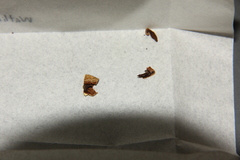 Psilocybe subaeruginosa