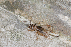 Modicogryllus