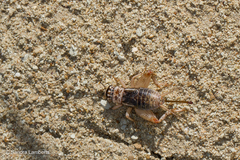 Modicogryllus