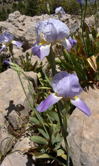 Iris mesopotamica