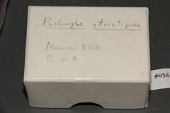 Psilocybe strictipes