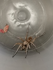 Lycosa tarantula