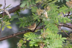 Phylloscopus trochiloides