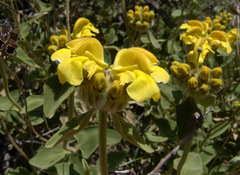 Phlomis chrysophylla
