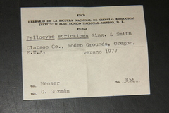 Psilocybe strictipes