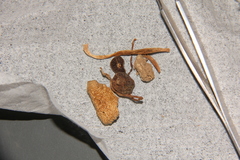 Psilocybe strictipes