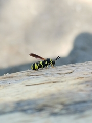 Leucospis intermedia