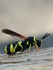Leucospis intermedia