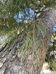 Pinus pinea