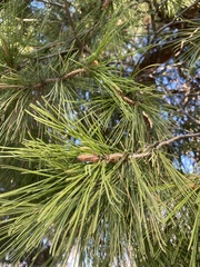 Pinus pinea