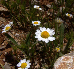 Anthemis rascheyana