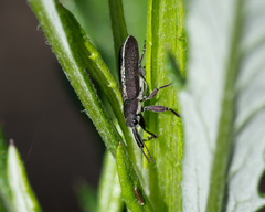 Rhinotia melanocephala