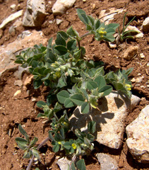 Medicago brachycarpa