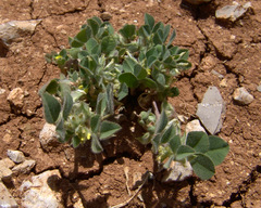 Medicago brachycarpa