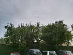 Ziziphus jujuba
