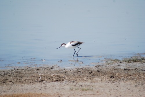 Avocette élégante, jeune