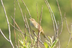 Locustella lanceolata