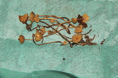 Psilocybe silvatica