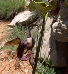 Aristolochia scabridula