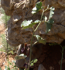 Aristolochia scabridula
