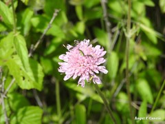 Knautia collina