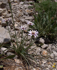 Pseudopodospermum phaeopappum