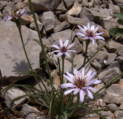 Pseudopodospermum phaeopappum