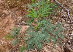 Acacia deanei