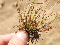 Teesdalia coronopifolia