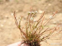 Teesdalia coronopifolia