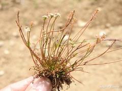 Teesdalia coronopifolia