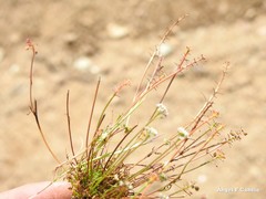 Teesdalia coronopifolia