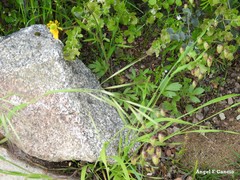 Ranunculus paludosus