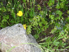 Ranunculus paludosus